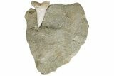 Fossil Mako Shark Tooth On Sandstone - Bakersfield, CA #223713-1